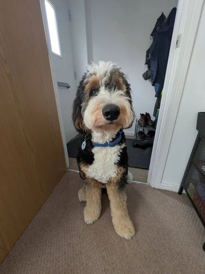 Send us your pet's best selfie!